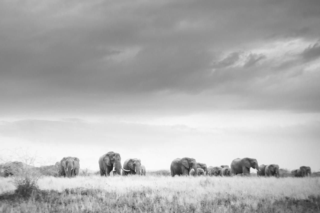 Rhino Sands Safari Camp Manyoni Private Game Reserve 외부 사진