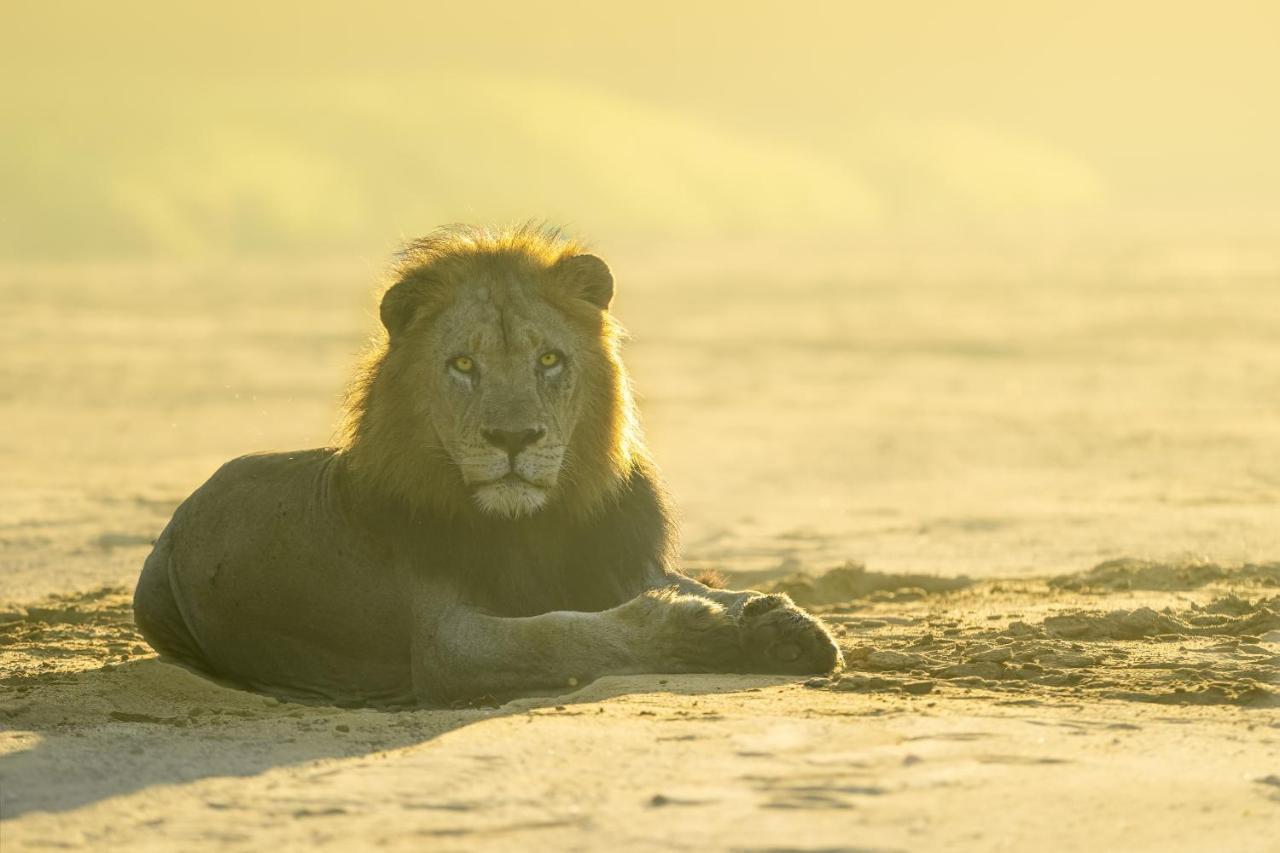 Rhino Sands Safari Camp Manyoni Private Game Reserve 외부 사진