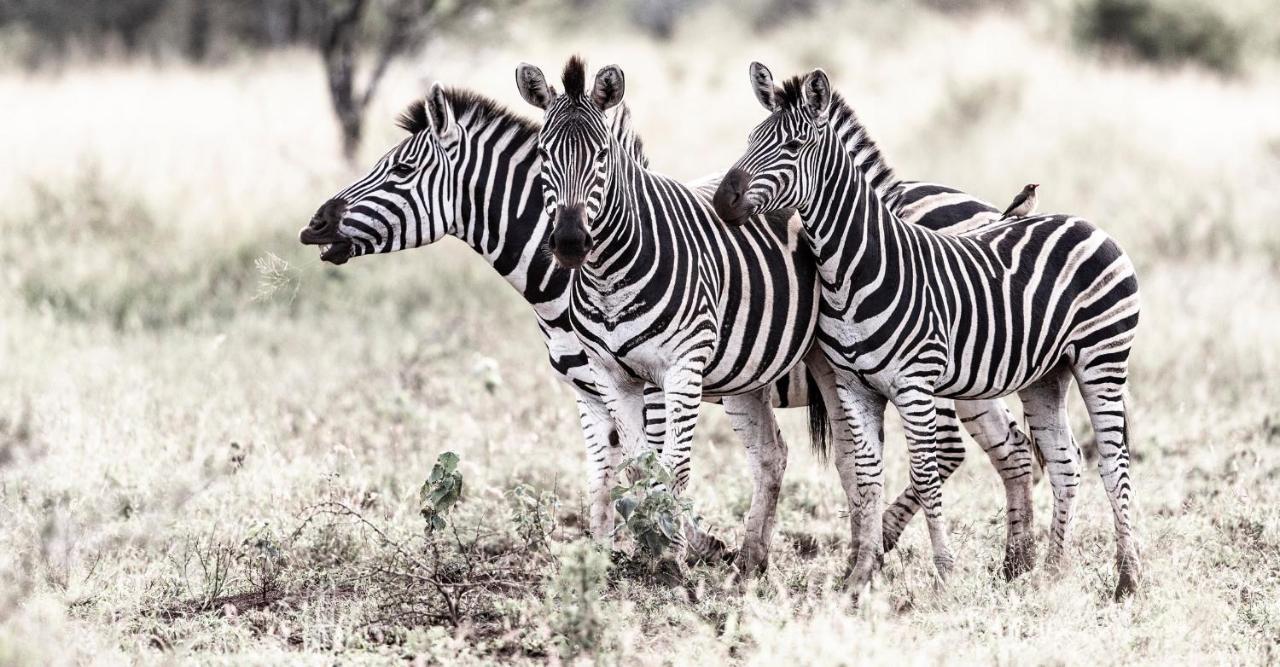 Rhino Sands Safari Camp Manyoni Private Game Reserve 외부 사진